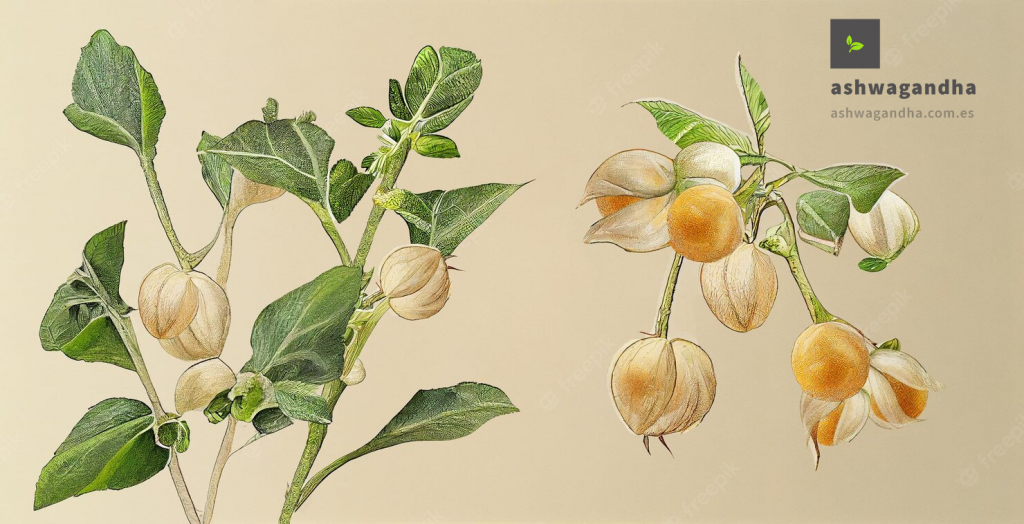 Withania somnifera